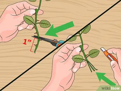 Imagen titulada Propagate Roses Step 7