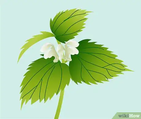 Imagen titulada Identify Nettles Step 9