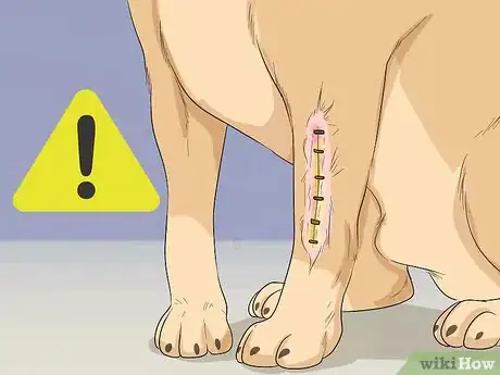 Imagen titulada Help Your Dog Recover from Surgery Step 29