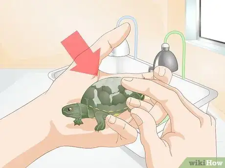 Imagen titulada Feed Your Turtle if It is Refusing to Eat Step 3