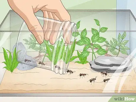 Imagen titulada Catch Ants Step 4
