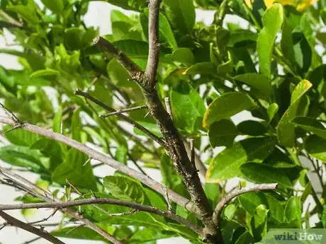 Imagen titulada Ripen Lemons Step 12