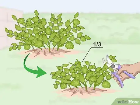 Imagen titulada Prune Oregano Step 2
