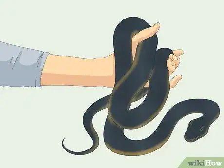 Imagen titulada Hold a Snake Step 12