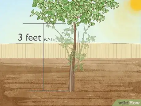 Imagen titulada Prune Citrus Trees Step 6