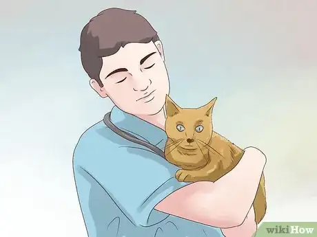 Imagen titulada Care for a Diabetic Cat Step 3