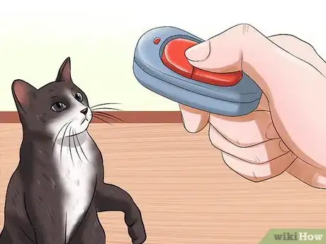 Imagen titulada Care for Indoor Cats Step 11