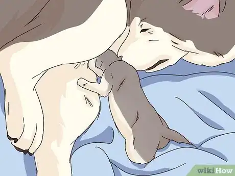 Imagen titulada Monitor the Stages of Labor in Dogs Step 8
