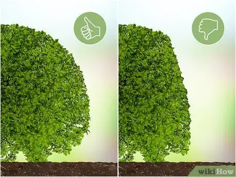 Imagen titulada Trim Evergreen Bushes Step 13