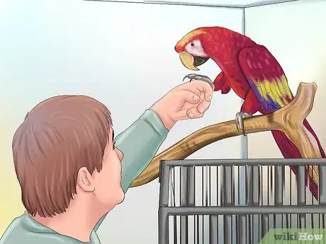 Imagen titulada Train a Bird to Step on Your Finger Step 11
