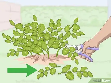 Imagen titulada Prune Oregano Step 3