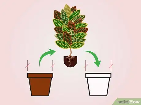 Imagen titulada Care for a Croton Plant Step 11