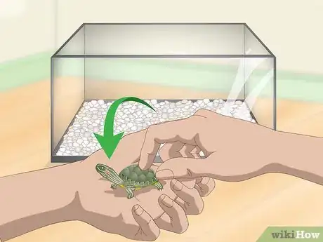Imagen titulada Take Care of Mini Pet Turtles Step 13