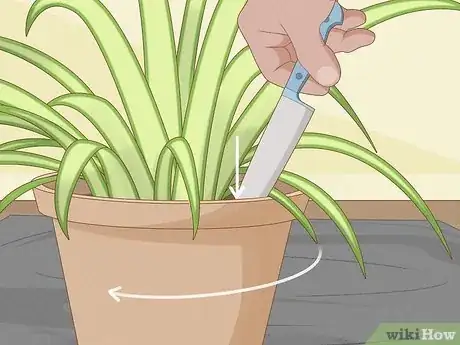 Imagen titulada Divide a Spider Plant Step 3