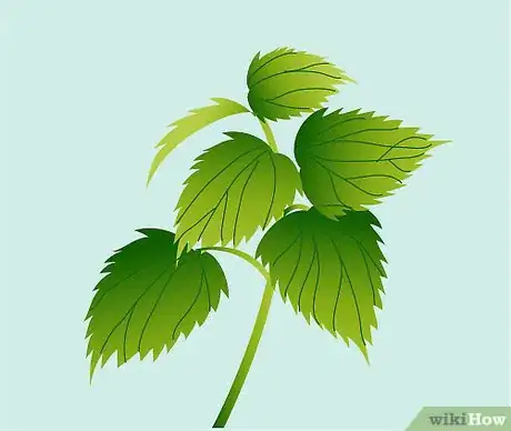 Imagen titulada Identify Nettles Step 5