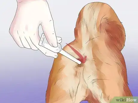 Imagen titulada Help Your Dog During a Seizure Step 13