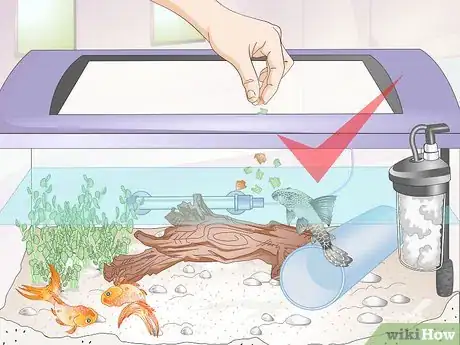 Imagen titulada Introduce a Pleco to a Goldfish Tank Step 13