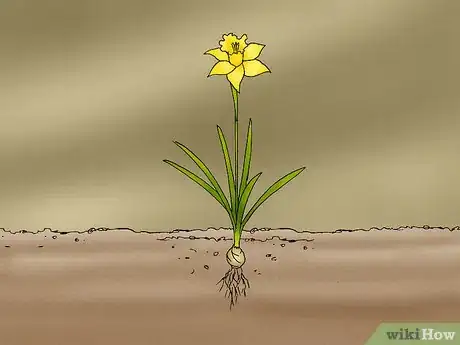 Imagen titulada Propagate Daffodils Step 1