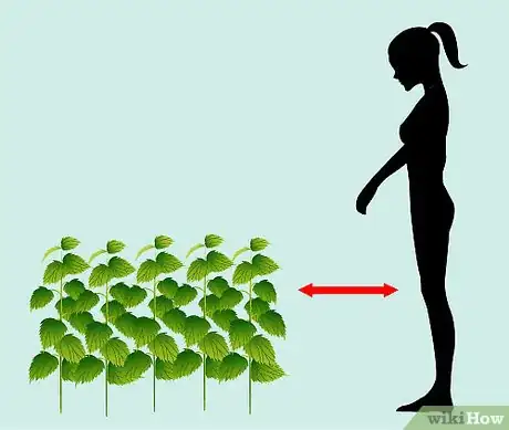 Imagen titulada Identify Nettles Step 2