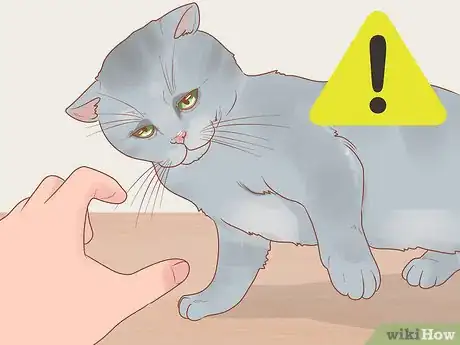 Imagen titulada Choose a Lap Cat Step 11