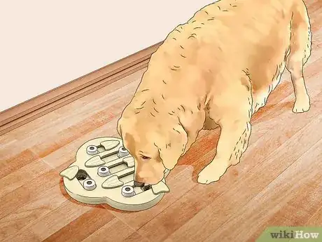 Imagen titulada Treat Obesity in Labrador Retrievers Step 6