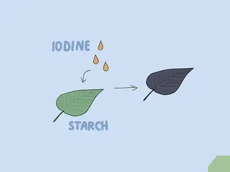 Imagen titulada Prepare Iodine Solution Step 1