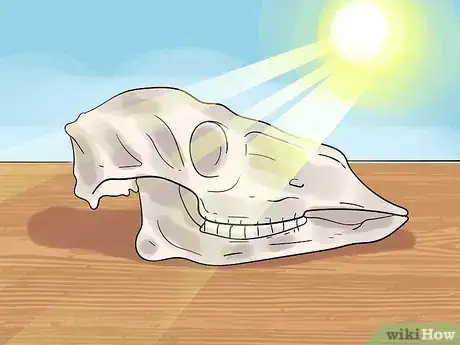 Imagen titulada Preserve a Skull Step 8