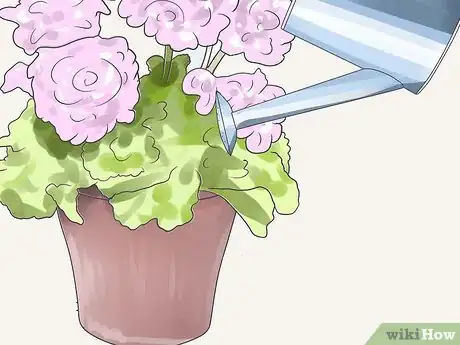 Imagen titulada Care for Geraniums in Winter Step 7