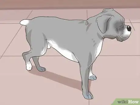 Imagen titulada Tell if a Dog Is in Pain Step 1