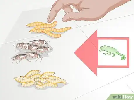 Imagen titulada Feed a Chameleon Step 2