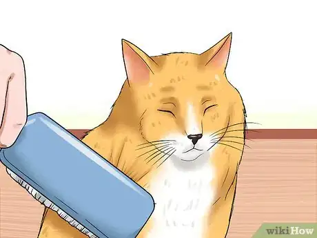 Imagen titulada Care for Indoor Cats Step 14