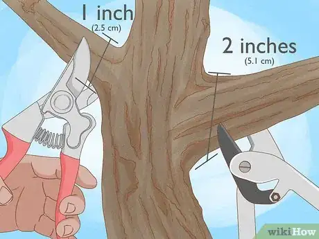 Imagen titulada Prune a Mulberry Tree Step 2