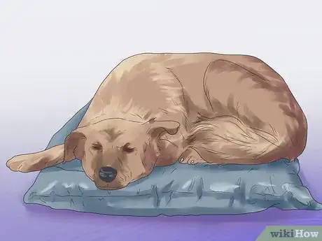 Imagen titulada Help Your Dog During a Seizure Step 15