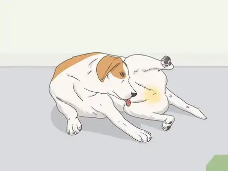 Imagen titulada Express a Paralyzed Dog's Bladder Step 1
