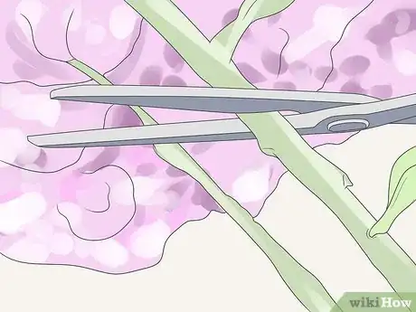 Imagen titulada Care for Geraniums in Winter Step 9