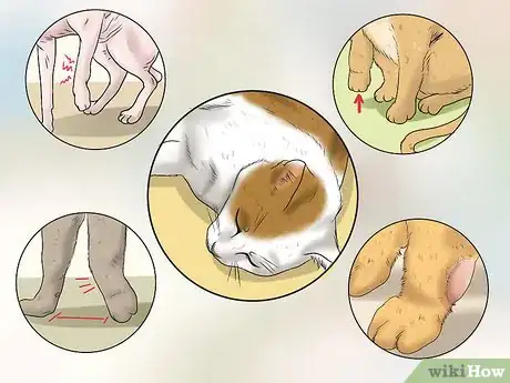Imagen titulada Treat a Limping Cat Step 11