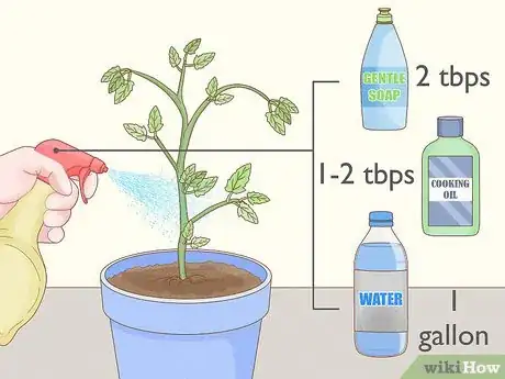 Imagen titulada Get Rid of Red Spider Mites Organically Step 9