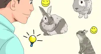 cuidar conejos