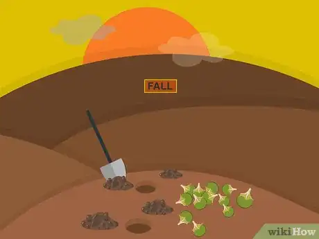 Imagen titulada Plant Narcissus Bulbs Step 01