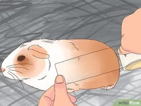Imagen titulada Treat Mites and Lice in Guinea Pigs Step 9