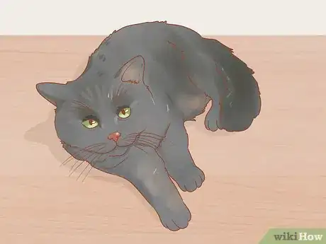 Imagen titulada Choose a Lap Cat Step 6