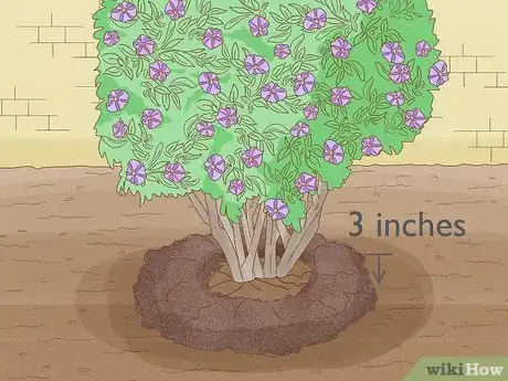Imagen titulada Care for a Purple Flower Potato Bush Step 4