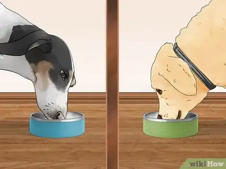 Imagen titulada Treat Obesity in Labrador Retrievers Step 3