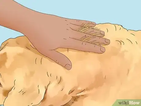 Imagen titulada Treat Obesity in Labrador Retrievers Step 7