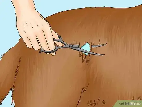 Imagen titulada Remove Chewing Gum from a Dog's Hair Step 11