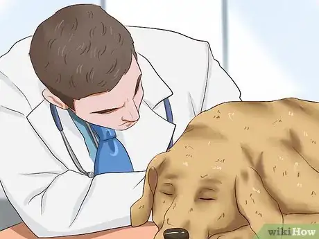 Imagen titulada Ease Your Dog's Stomach Problems Step 7
