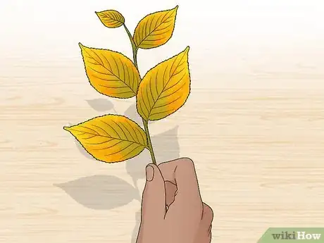 Imagen titulada Preserve Fall Leaves Step 14