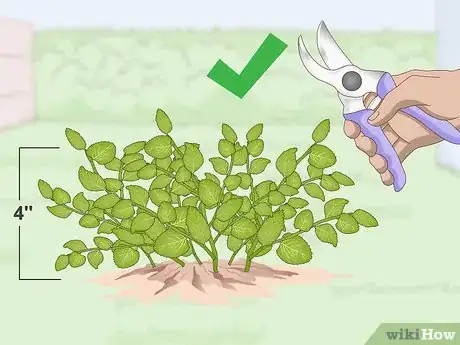 Imagen titulada Prune Oregano Step 1