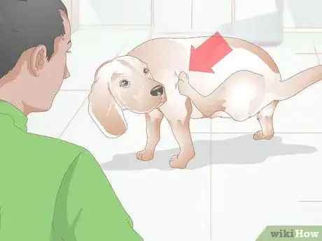 Imagen titulada Treat Benign Fatty Skin Tumors on Dogs Step 5