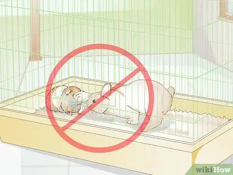 Imagen titulada Treat Respiratory Problems in Guinea Pigs Step 14